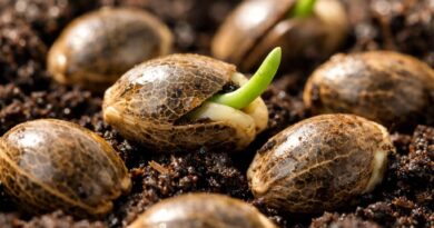 Der Startpunkt für starke Pflanzen: Was dir niemand über den Ursprung deines Grows verrät